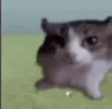 Exploding Cat